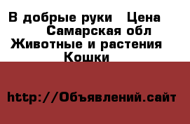 В добрые руки › Цена ­ 10 - Самарская обл. Животные и растения » Кошки   